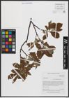Foto von Salix caprea L.